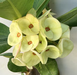 Euhorbia Milii Crown Of Thorns Thai Hybrid Corona de Cristo New Color