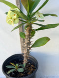 Euhorbia Milii Crown Of Thorns Thai Hybrid Corona de Cristo New Color