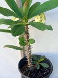 Euhorbia Milii Crown Of Thorns Thai Hybrid Corona de Cristo New Color