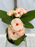 Euphorbia Milii PHONCHOKCHAI Crown of Thorns Corona De Cristo Cactus Thai Hybrid