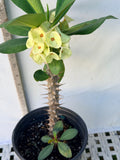Euhorbia Milii Crown Of Thorns Thai Hybrid Corona de Cristo New Color