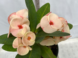 Euphorbia Milii PHONCHOKCHAI Crown of Thorns Corona De Cristo Cactus Thai Hybrid