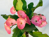 Euhorbia Milii Crown Of Thorns Corona de Cristo 'Name it Yourself' New Variety Pink Mottled