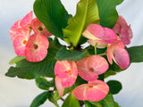 Euhorbia Milii Crown Of Thorns Corona de Cristo 'Name it Yourself' New Variety Pink Mottled