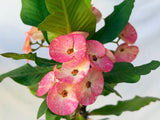Euhorbia Milii Crown Of Thorns Corona de Cristo 'Name it Yourself' New Variety Pink Mottled