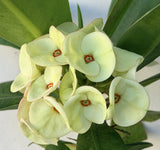 Euhorbia Milii Crown Of Thorns Thai Hybrid Corona de Cristo New Color