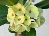 Euhorbia Milii Crown Of Thorns Thai Hybrid Corona de Cristo New Color