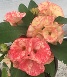 Euphorbia Milii BEAUTY QUEEN Crown Of Thorns Plant Corona de Cristo Succulents