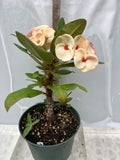 Euphorbia Milii PHONCHOKCHAI Crown of Thorns Corona De Cristo Cactus Thai Hybrid