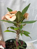 Euphorbia Milii PHONCHOKCHAI Crown of Thorns Corona De Cristo Cactus Thai Hybrid