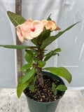 Euphorbia Milii PHONCHOKCHAI Crown of Thorns Corona De Cristo Cactus Thai Hybrid
