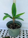Euphorbia Milii GOLD GLAM Crown Of Thorns Corona de Cristo Cactus