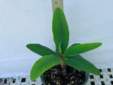 Euphorbia Milii GOLD GLAM Crown Of Thorns Corona de Cristo Cactus