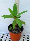 Euphorbia Milii SETHEE CHIANG MAI Crown Of Thorns  Corona de Cristo Cactus Succulents