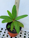 Euphorbia Milii SETHEE CHIANG MAI Crown Of Thorns  Corona de Cristo Cactus Succulents
