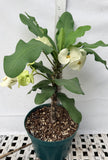 Euphorbia Milii SIAM WHITE Crown of Thorns Corona de Cristo Poysean Succulents Tropicals