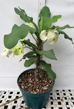 Euphorbia Milii SIAM WHITE Crown of Thorns Corona de Cristo Poysean Succulents Tropicals