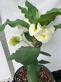 Euphorbia Milii SIAM WHITE Crown of Thorns Corona de Cristo Poysean Succulents Tropicals