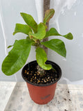Euphorbia Milii RUBY DIAMOND Crown Of Thorns Corona de Cristo Rare