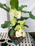 Euphorbia Milii SIAM WHITE Crown of Thorns Corona de Cristo Poysean Succulents Tropicals