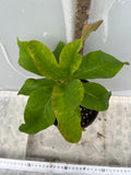 Euphorbia Milii RUBY DIAMOND Crown Of Thorns Corona de Cristo Rare