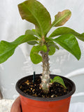 Euphorbia Milii RUBY DIAMOND Crown Of Thorns Corona de Cristo Rare