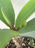 Euphorbia Milii GOLD GLAM Crown Of Thorns Corona de Cristo Cactus