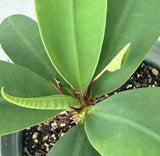 Euphorbia Milii GOLD GLAM Crown Of Thorns Corona de Cristo Cactus