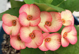 Euphorbia Milii PINK PARFAIT Crown Of Thorns Corona de Cristo Thai Hybrid