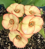 Euphorbia Milii PINK PARFAIT Crown Of Thorns Corona de Cristo Thai Hybrid