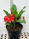Euphorbia Milii RED MILLIONAIRE Crown of Thorns Coronas de Cristo