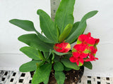 Euphorbia Milii RED MILLIONAIRE Crown of Thorns Coronas de Cristo