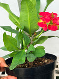 Euphorbia Milii RED MILLIONAIRE Crown of Thorns Coronas de Cristo