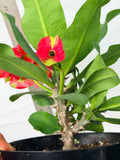 Euphorbia Milii RED MILLIONAIRE Crown of Thorns Coronas de Cristo