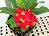 Euphorbia Milii RED MILLIONAIRE Crown of Thorns Coronas de Cristo