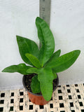 Euhorbia Milii Crown Of Thorns Corona de Cristo "Everlasting"