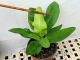 Euhorbia Milii Crown Of Thorns Corona de Cristo "Everlasting"
