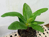 Euhorbia Milii Crown Of Thorns Corona de Cristo "Everlasting"