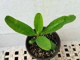 Euphorbia Milii MIDORI Crown of Thorns Corona De Cristo Poysean Thai Hybrid