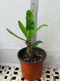 Euphorbia Milii MIDORI Crown of Thorns Corona De Cristo Poysean Thai Hybrid