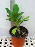 Euphorbia Milii RUAY CHANGLOEI Crown of Thorns Corona de Cristo Succulent