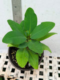 Euphorbia Milii RUAY CHANGLOEI Crown of Thorns Corona de Cristo Succulent