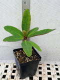 Euphorbia Milii SAFARI SUNSET Crown of Thorns Corona de Cristo Giant
