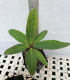Euphorbia Milii SAFARI SUNSET Crown of Thorns Corona de Cristo Giant
