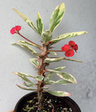 CROWN OF THORNS Euphorbia Milii Corona de Cristo Variegated 'Red Fertile' Cactus Succulents