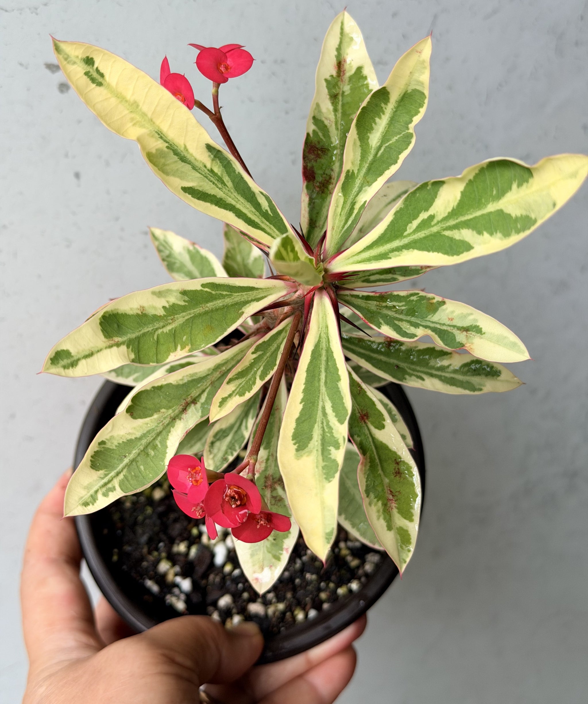 euphorbia milii variegata CROWN OF THORNS Euphorbia Milii Corona de Cristo Variegated 'Red Ferti – Euphorbia  Milii Garden (Crown Of Thorns)