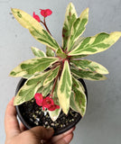 CROWN OF THORNS Euphorbia Milii Corona de Cristo Variegated 'Red Fertile' Cactus Succulents