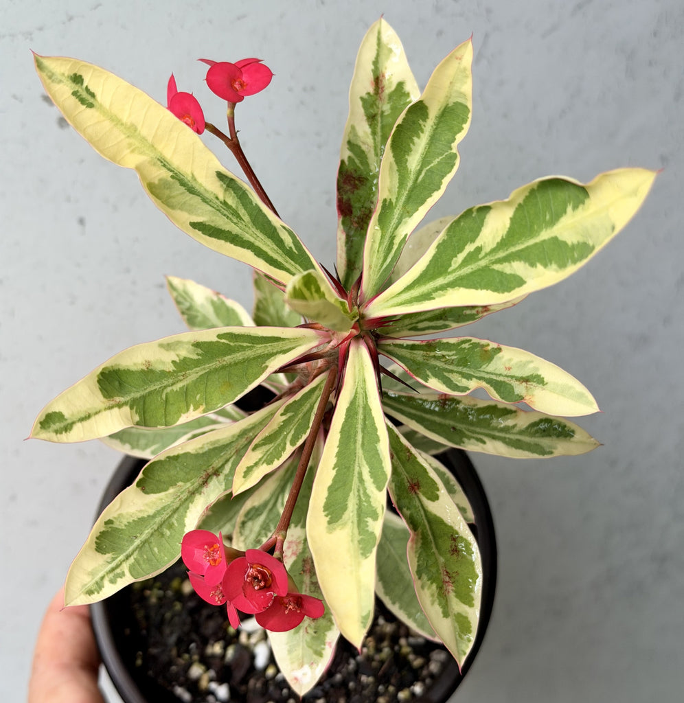is crown of thorns a cactus or succulent CROWN OF THORNS Euphorbia Milii Corona de Cristo Variegated 'Red Ferti – Euphorbia Milii Garden (Crown Of Thorns)