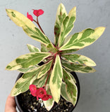 CROWN OF THORNS Euphorbia Milii Corona de Cristo Variegated 'Red Fertile' Cactus Succulents