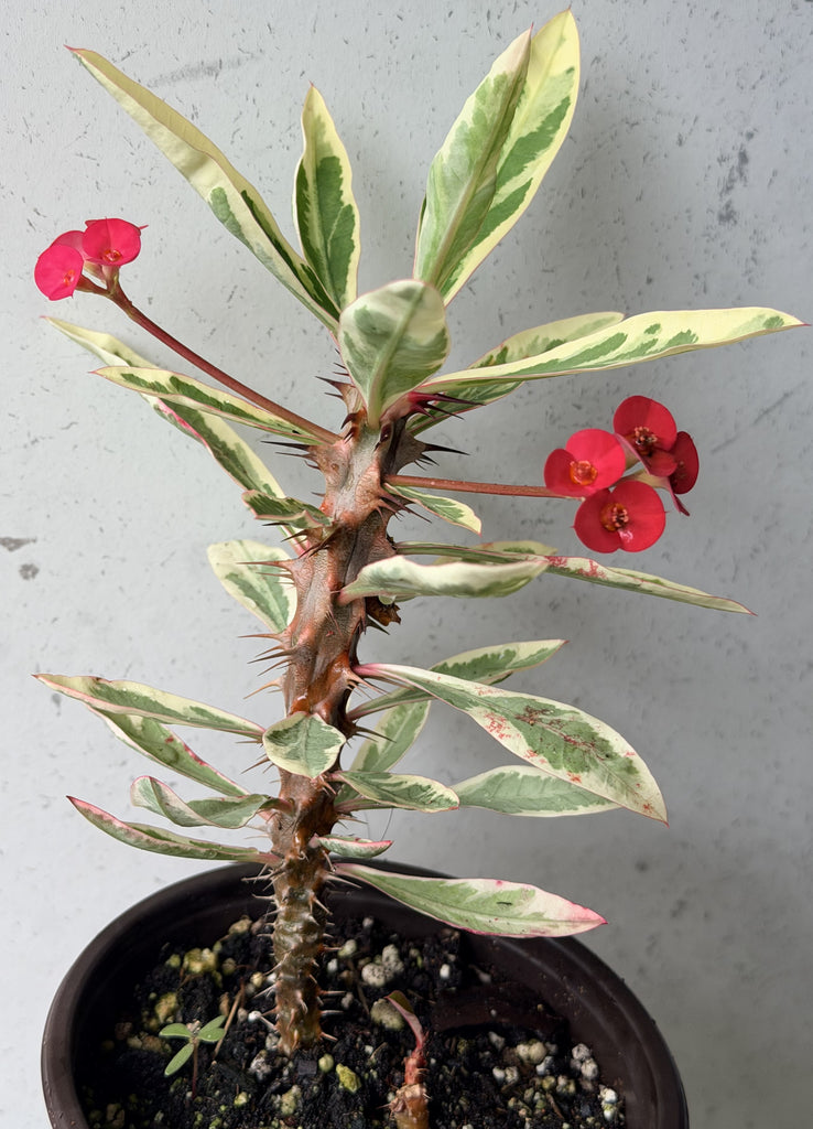 corona succulents CROWN OF THORNS Euphorbia Milii Corona de Cristo Variegated 'Red Ferti – Euphorbia Milii Garden (Crown Of Thorns)